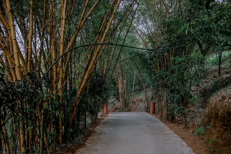 Bamboo grove driveway leading into Purayil Resort