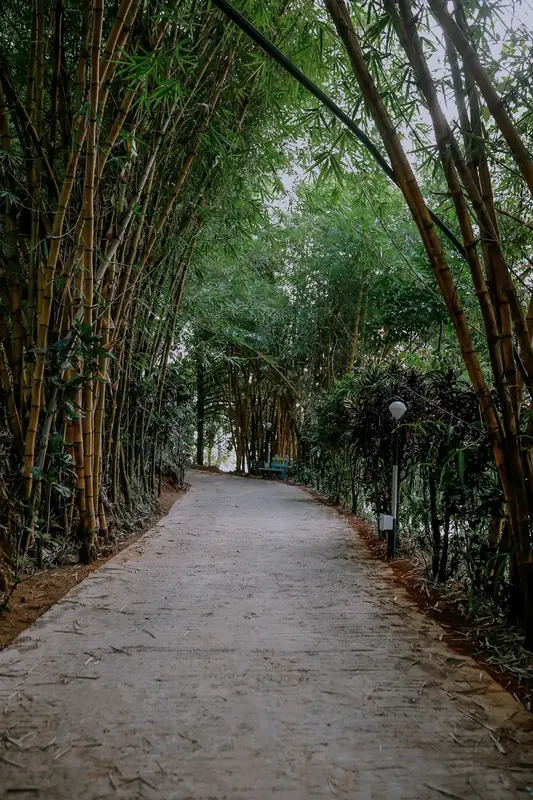 Shaded bamboo grove path at Purayil Resort
