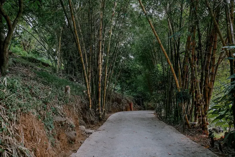 Natural bamboo tunnel road at Purayil Resort, Kakkadampoyil