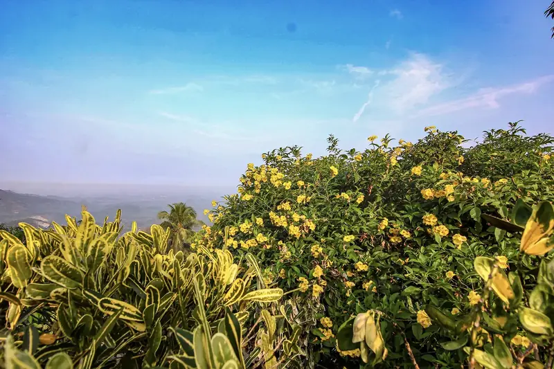 Hilltop view over yellow flowers to the Kakkadampoyil valley
